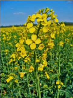 Nahaufnahme einer gelben Rapsblüte in einem blühenden Rapsfeld unter blauem Himmel